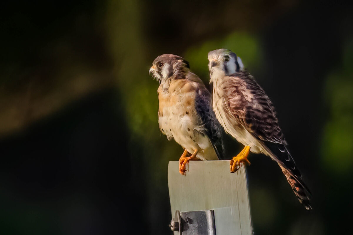 Pair of Kestrels I have had the opportunity to pho...