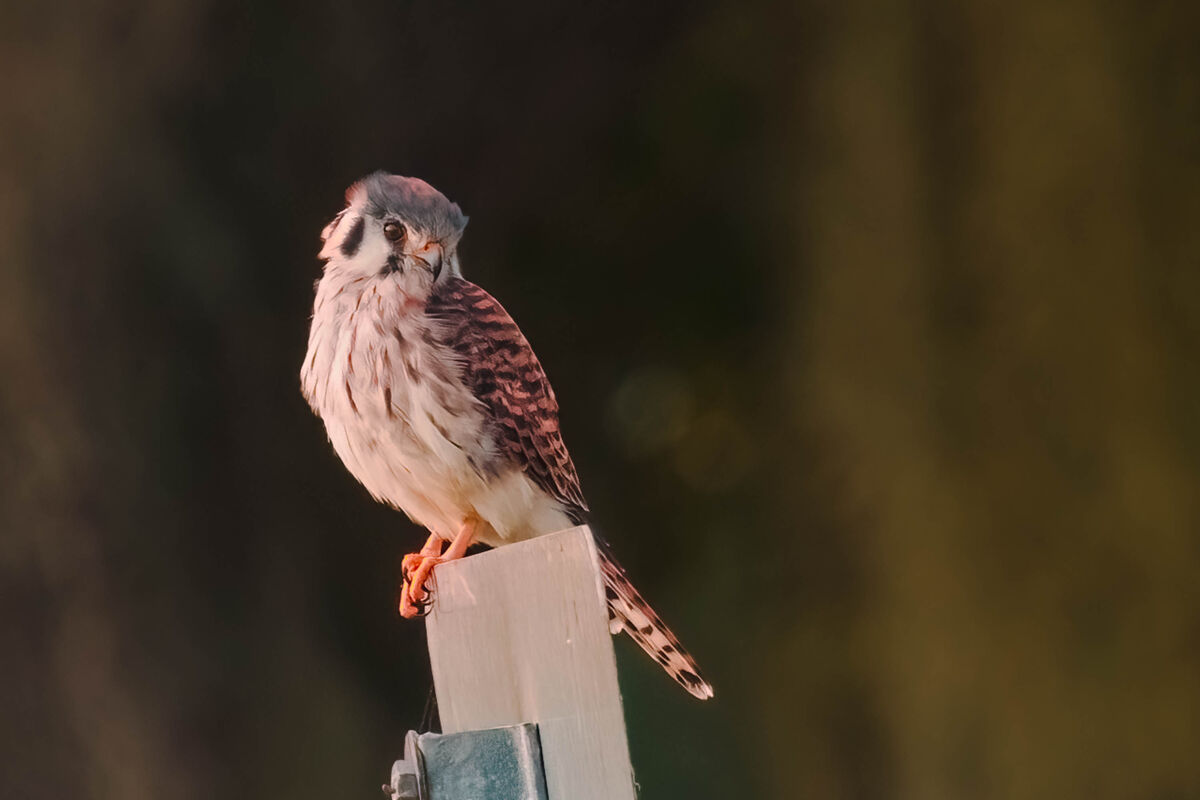 Female Kestrel is only about 50 ft away and doesn'...