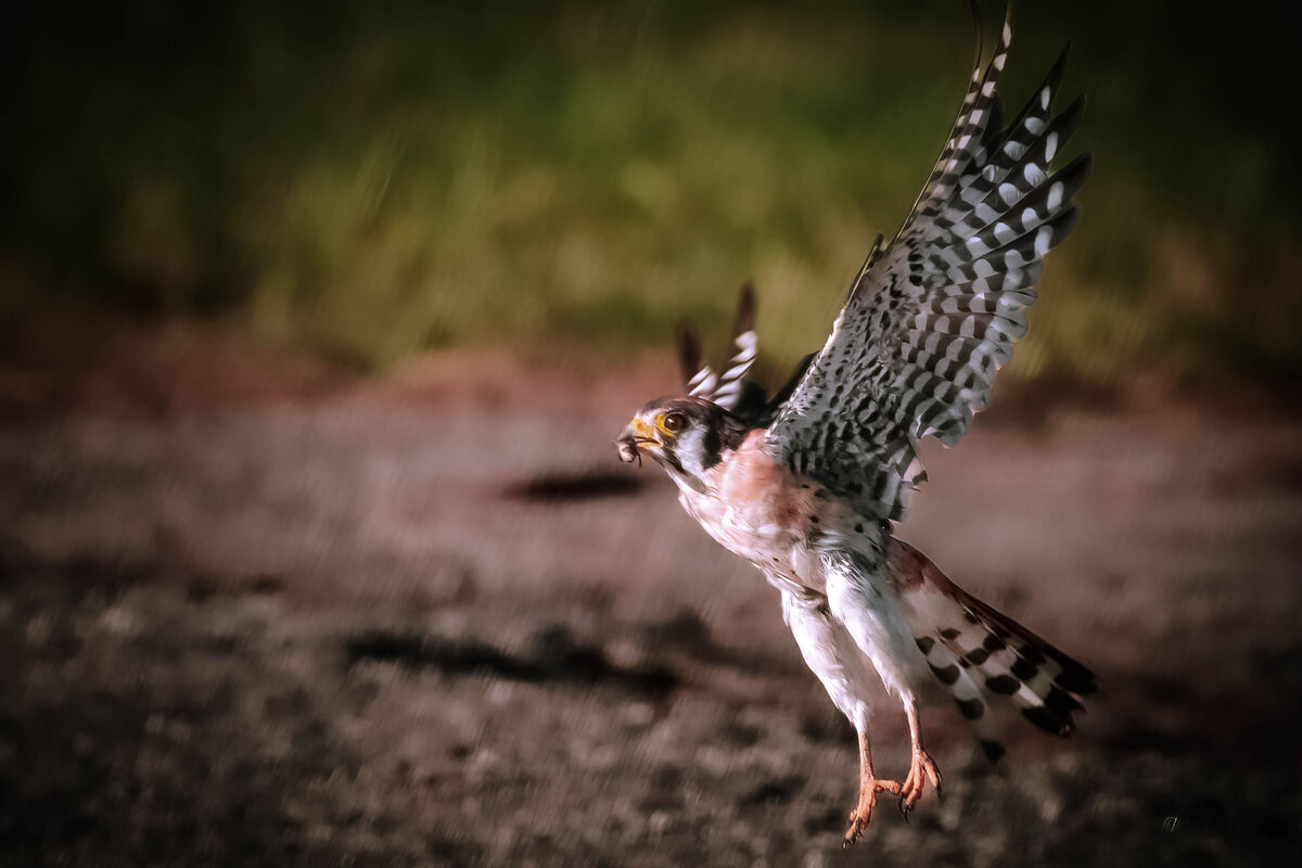 Male Kestrel flew down on the gravel road to catch...