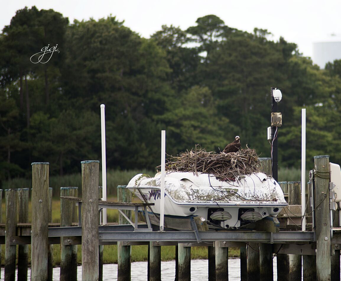 Osprey took over a docked boat!  Assawoman Bay...