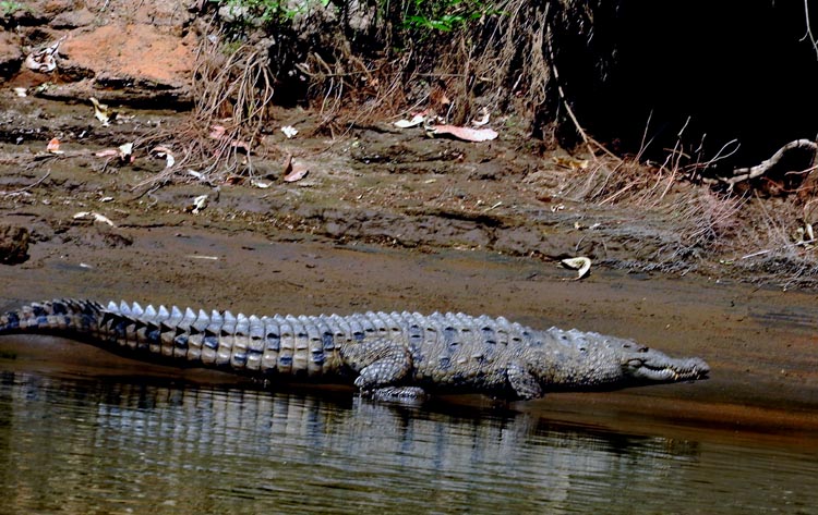 Alligator waiting for lunch....