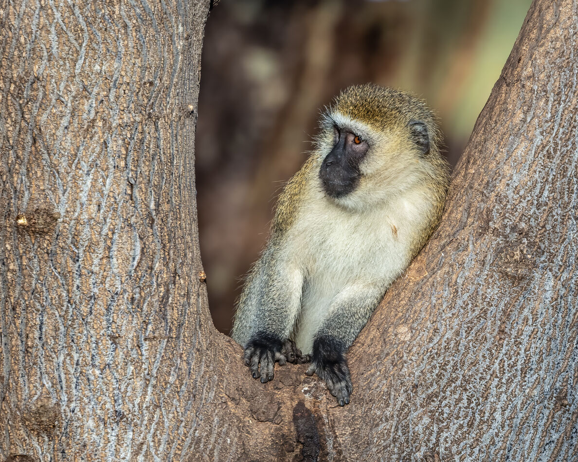 Black -Faced Vervet Monkey relaxing in the early m...