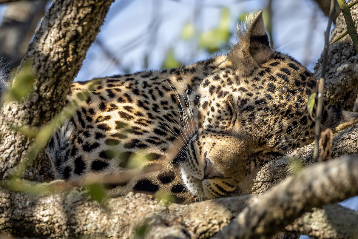 The leopard has a head start on the weekend....