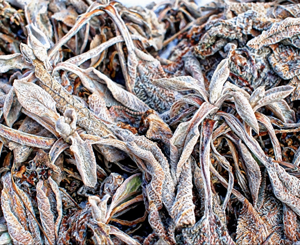 Lamb's Ears, frozen solid at Lake Katherine...