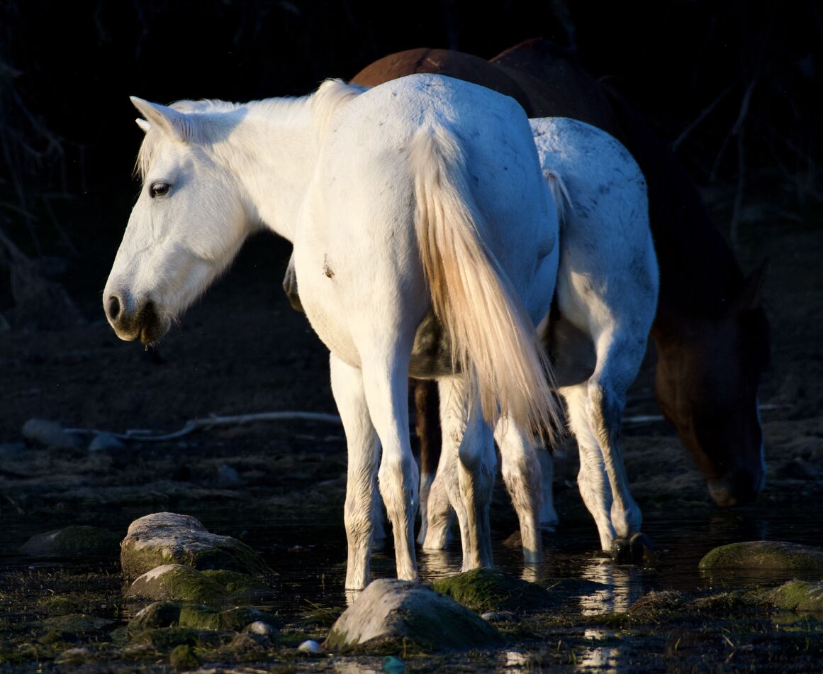 Wild Horses on the Salt River...