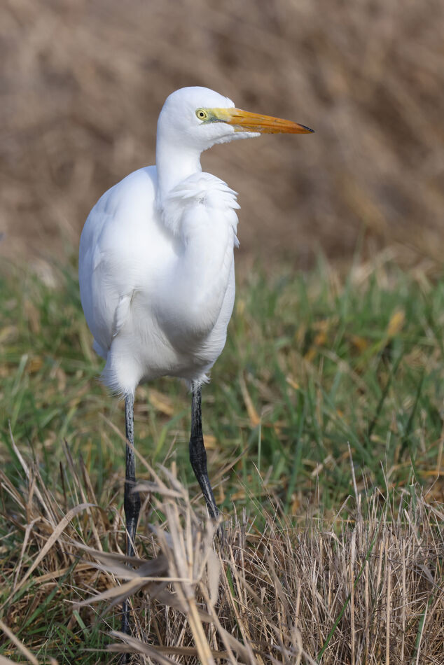Great Egret surveying the area...