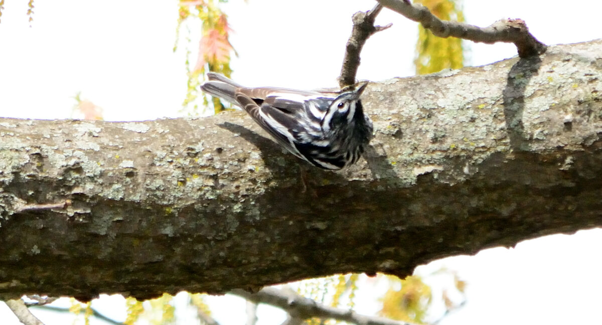 black and white warbler...