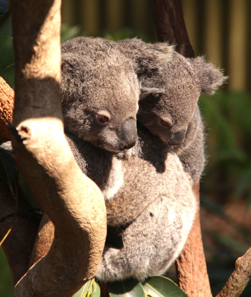 Mama and koala joey … must be something interestin...