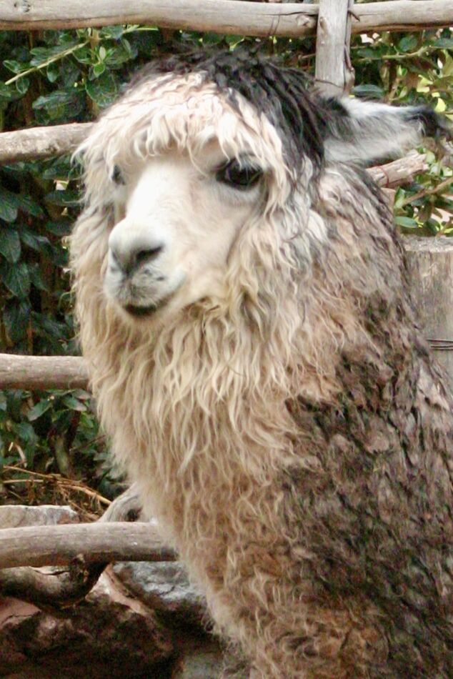 The coolest alpaca on the ranch...