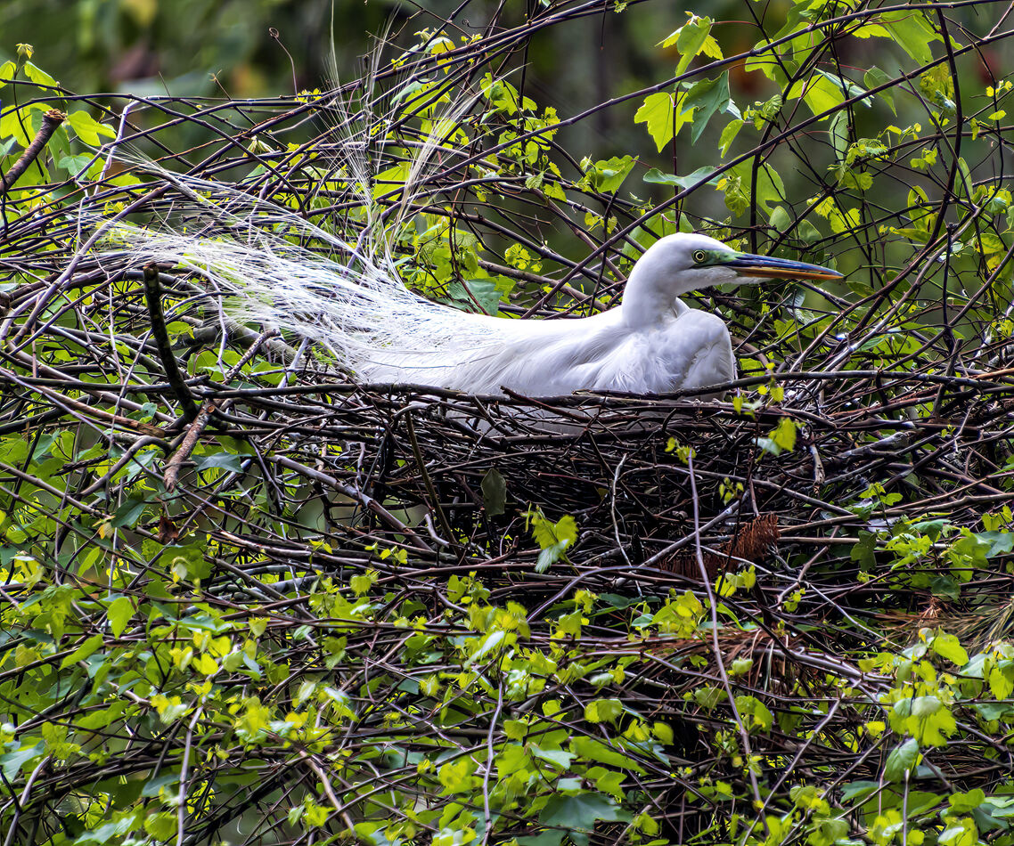 Great Egret Nesting at Cogdell Rookery...