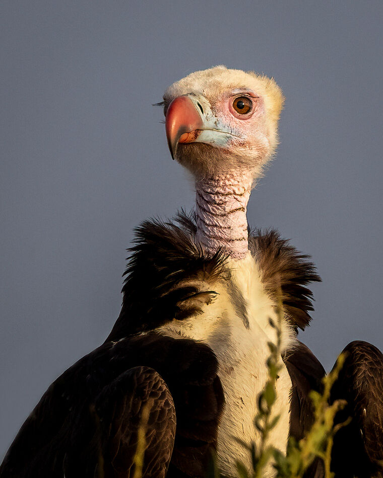 White Headed Vulture - the not so beauty...
