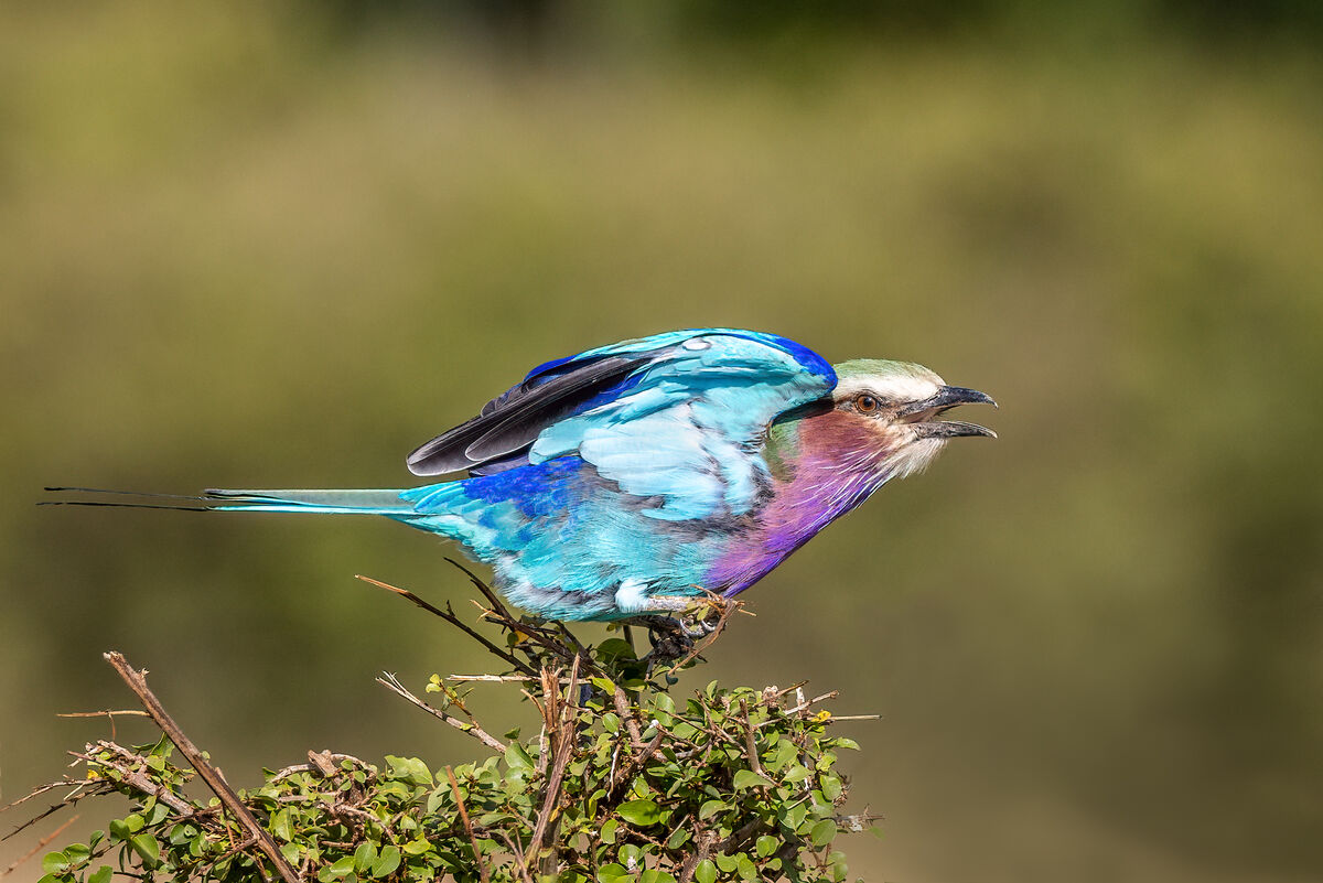 Lilac Breasted Roller - the beauty...