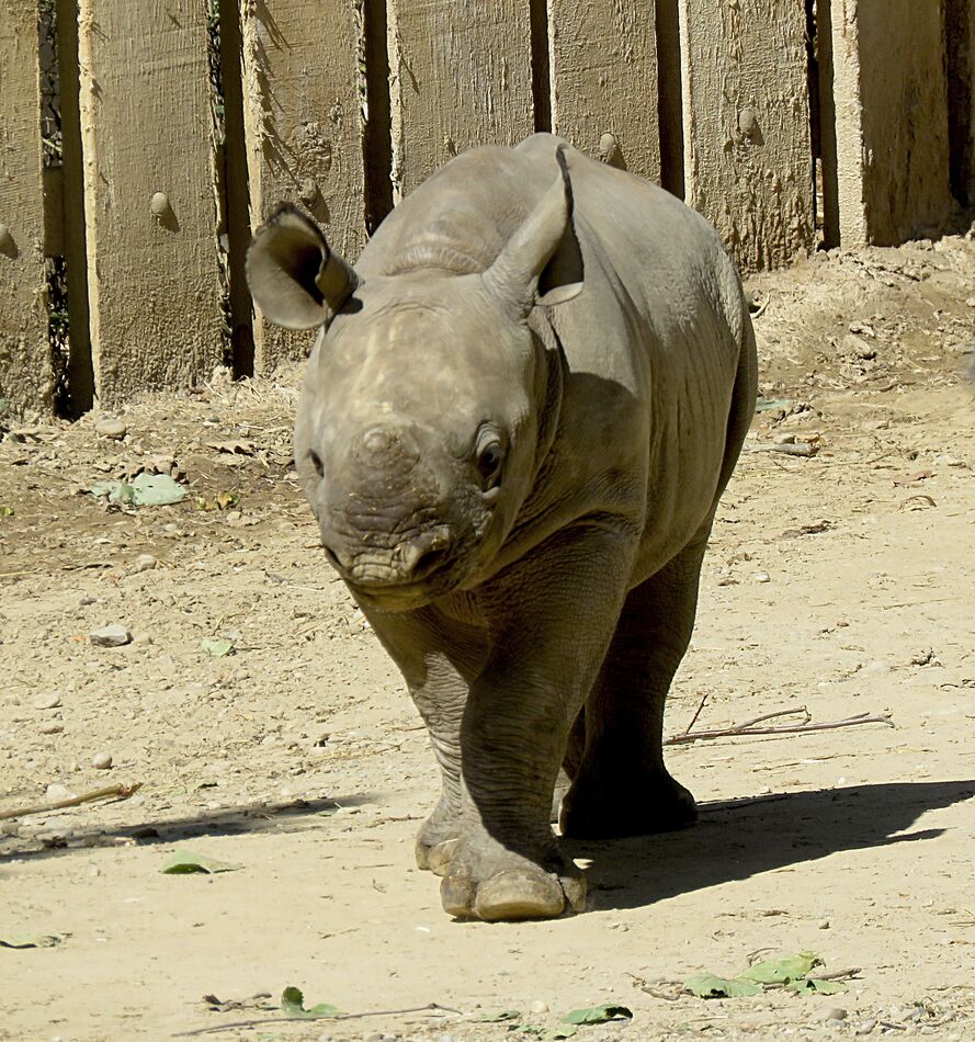 baby rhino...