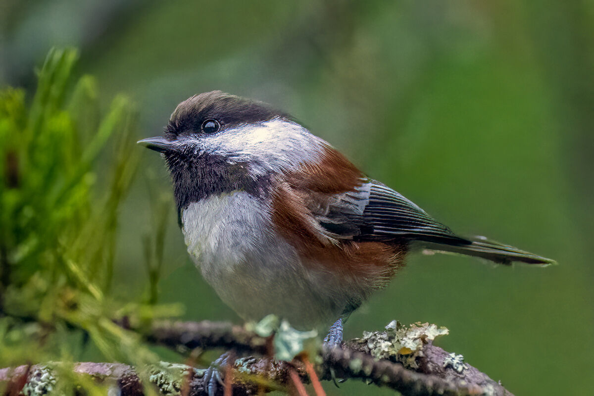 chestnut-backed-chickadee-my-wife-s-house-cleaning-activities-pushed