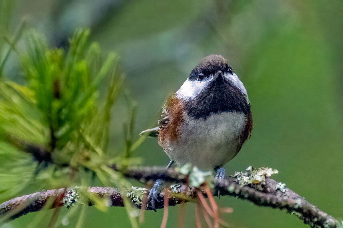chestnut-backed-chickadee-my-wife-s-house-cleaning-activities-pushed
