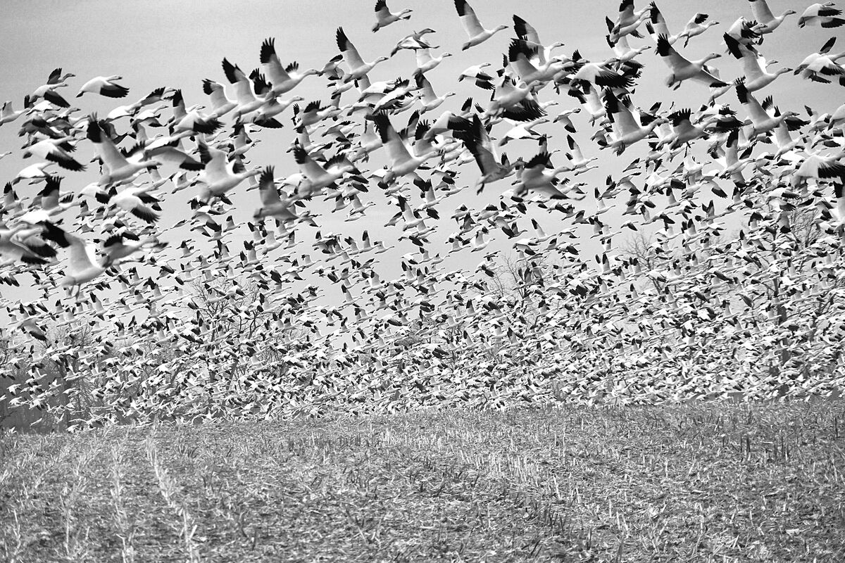Follow the Leader -- thousands of Snow Geese rise ...