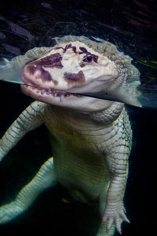 A Leucistic Alligator, which is not the same as "A...