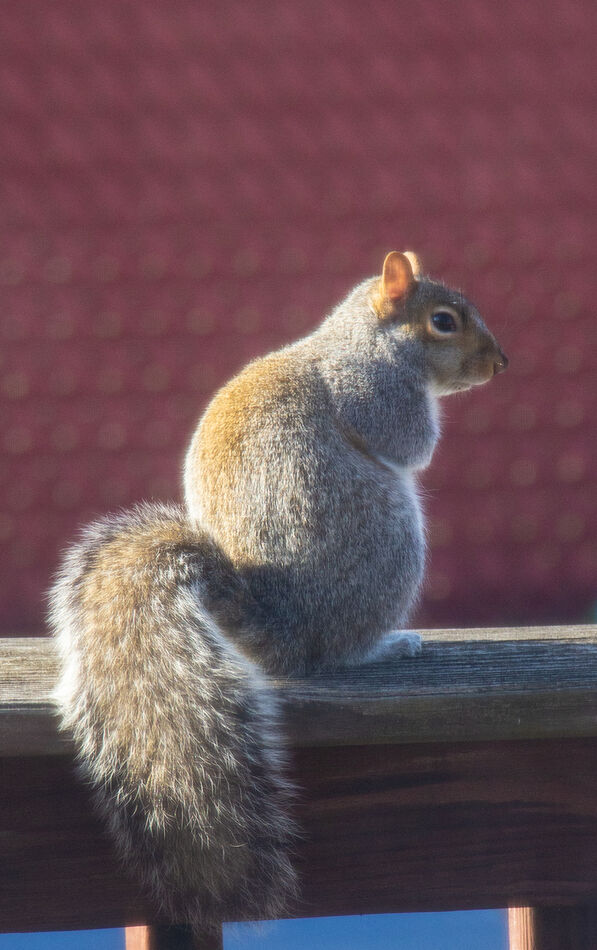 Mr. Squirrel was waiting for me to take the pool c...