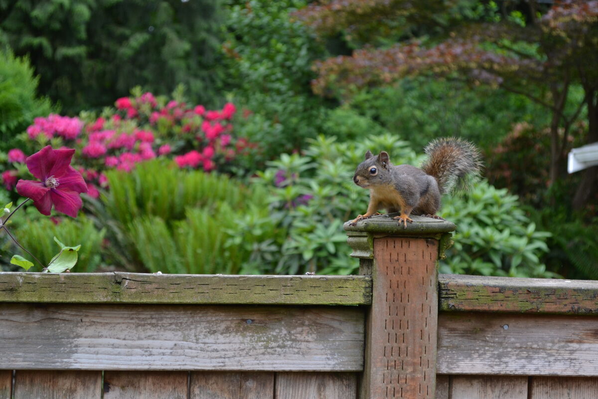 We've had gray squirrels in our yard ever since I ...