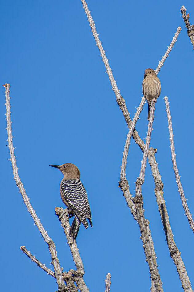 Male Gila Woodpecker and Female House Finch...