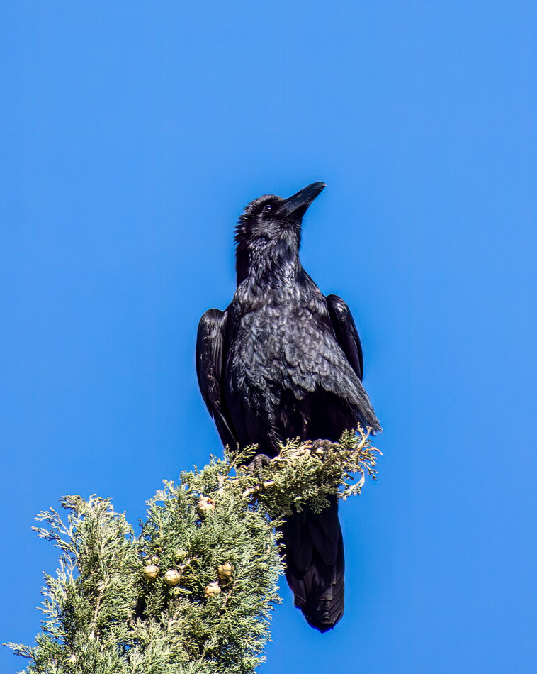 Common Raven in his Look at Me pose...