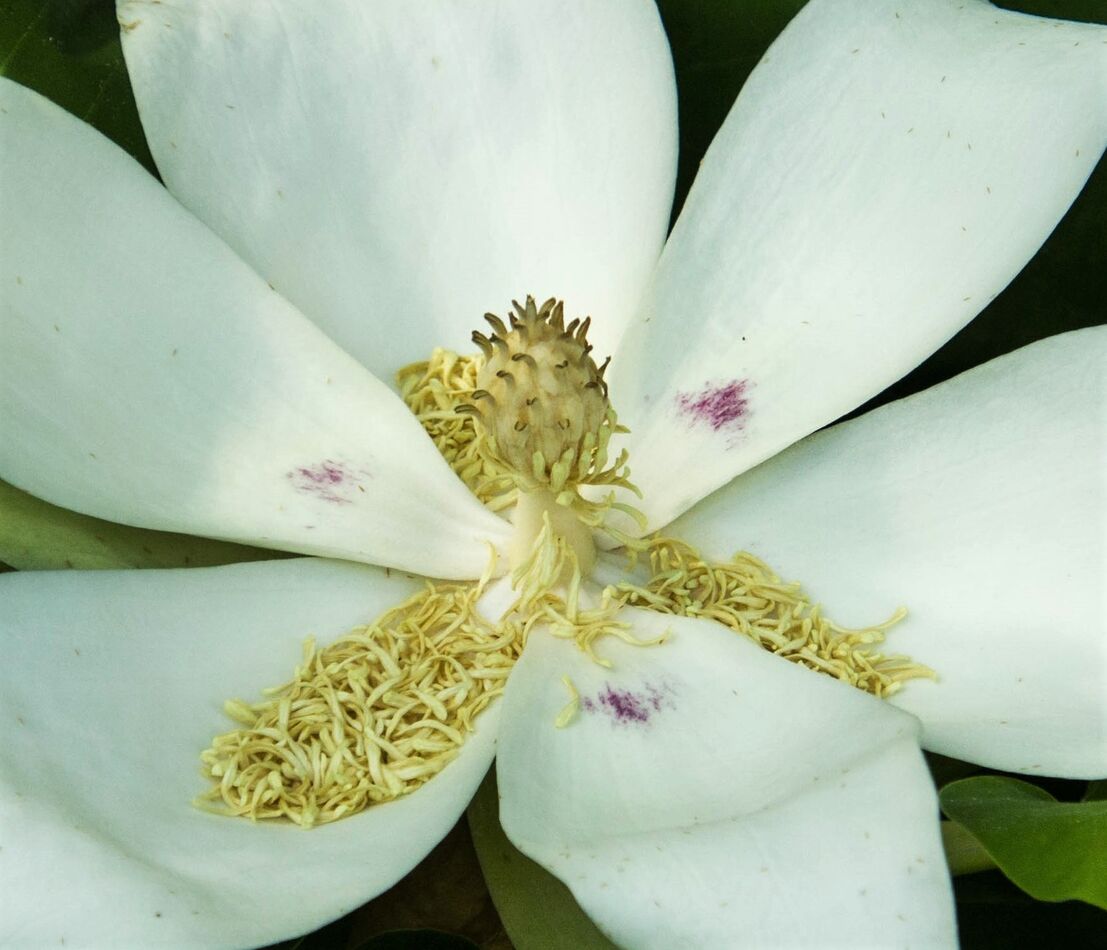 Magnolia macrophylla...