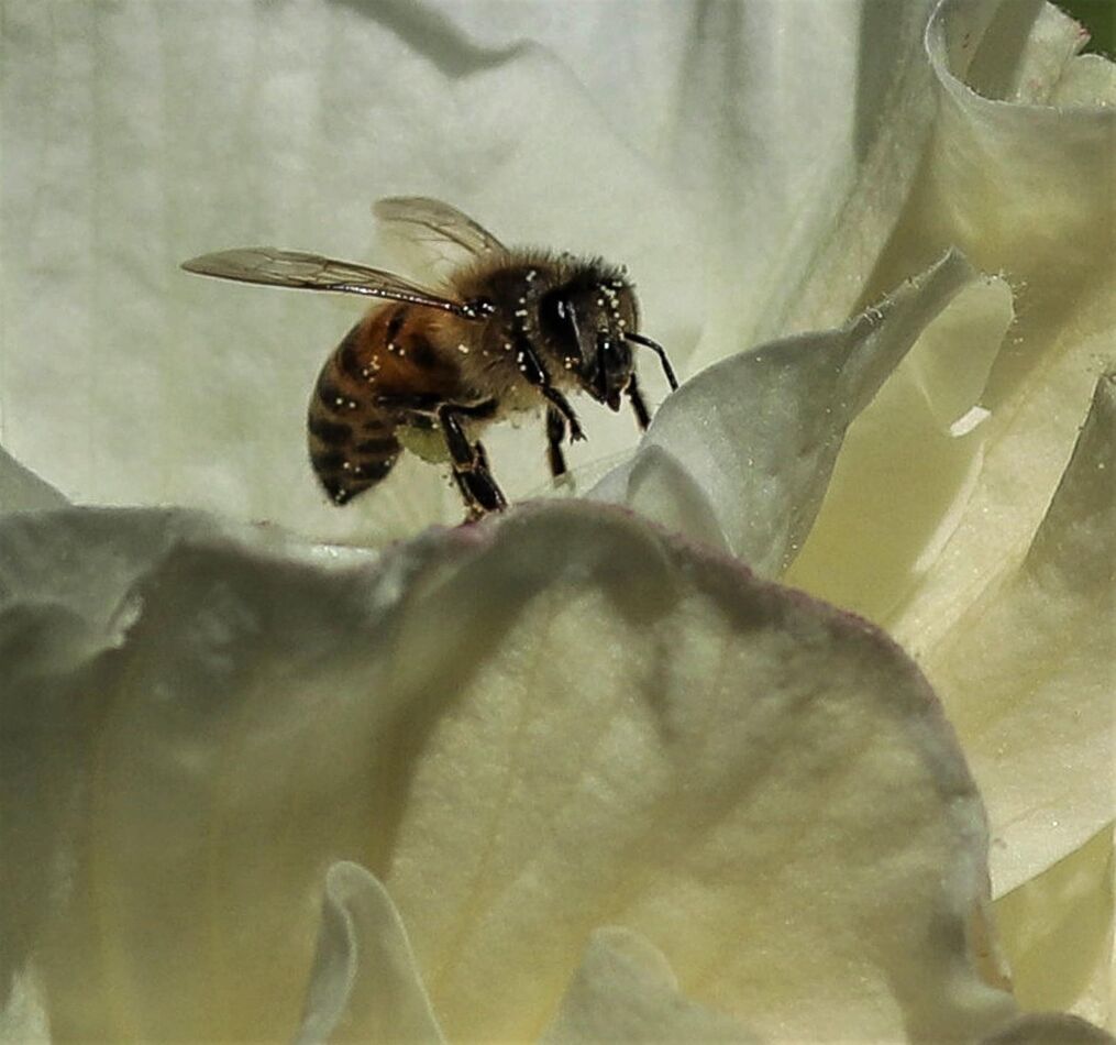 Hibiscus with honeybee...