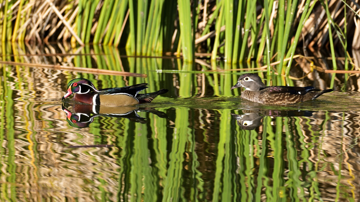Male and female Wood Duck...