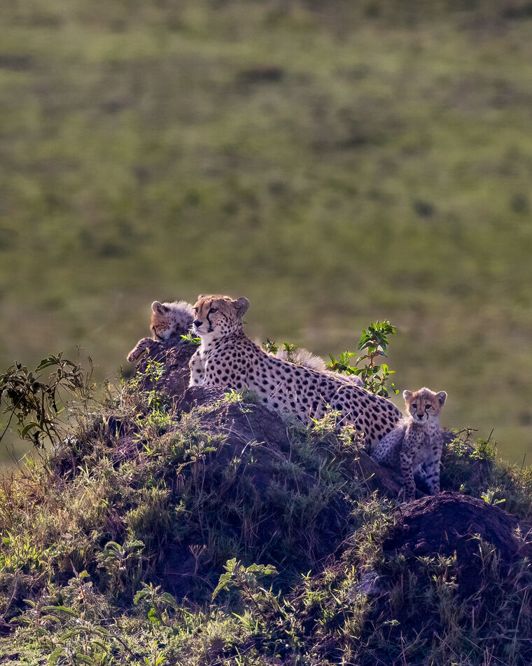 You can just see 3 cubs, on in front one in back a...