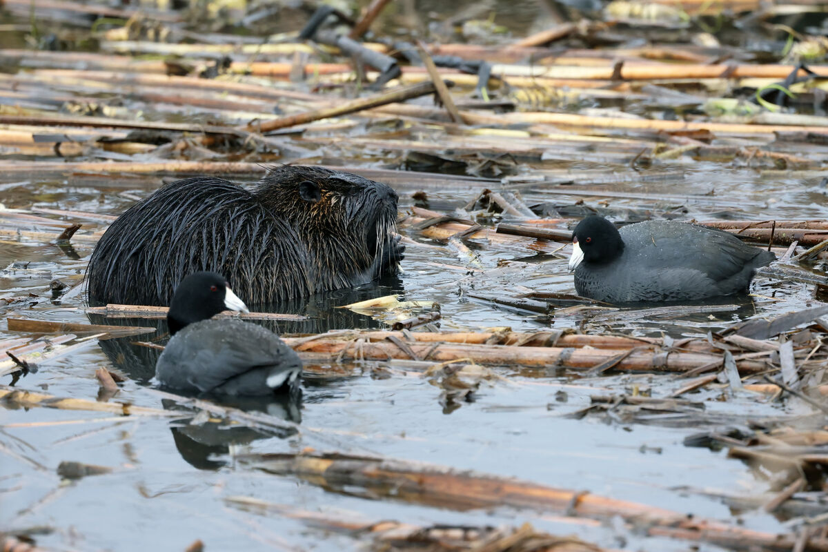 Two American Coots hanging around a feeding Nutria...