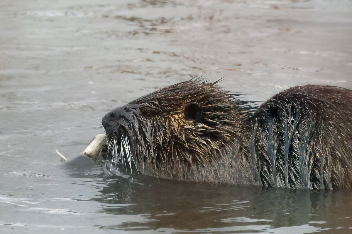 The Nutria would dip underwater and come up with t...
