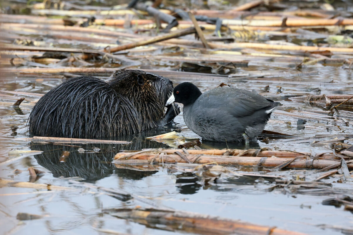 This Coot was right in the face of the Nutria.  I ...