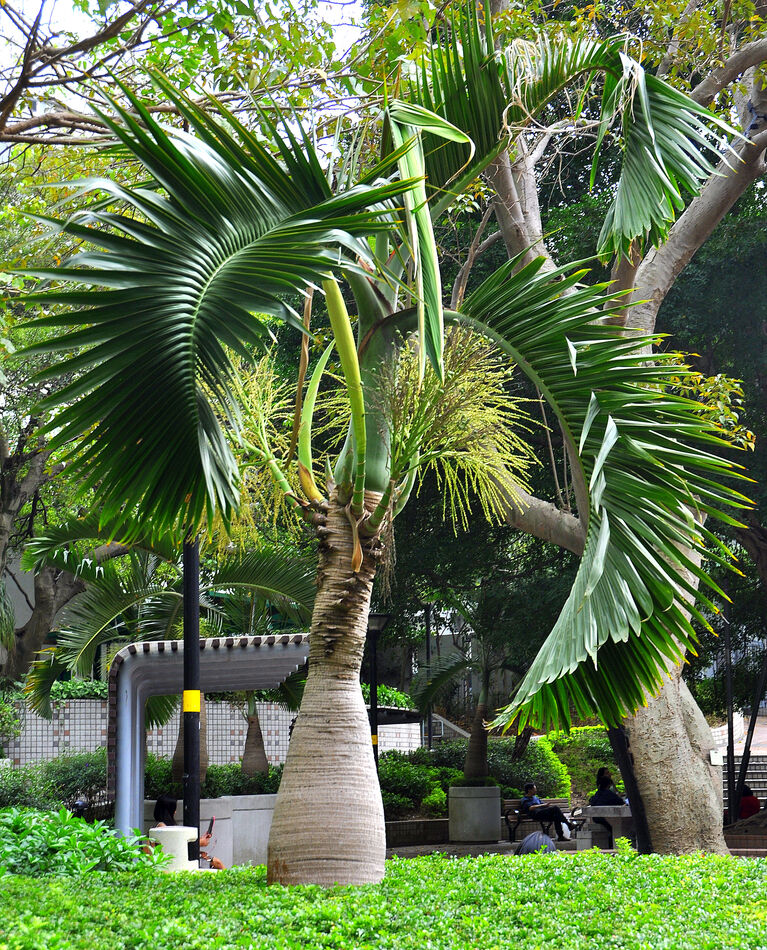 10 - Wan Chai Park: Bulbous palm tree...