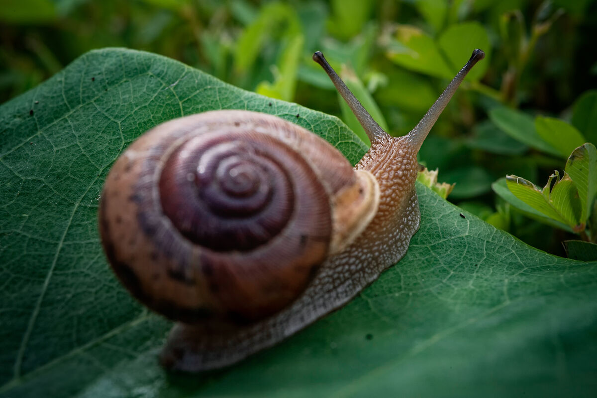 Spring is Coming at a Snails Pace: When it's cold and grey outdoors, it ...