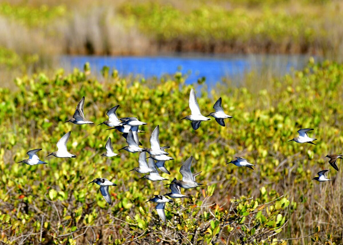 Black Point Wildlife Drive This morning. Things were hopping at Black