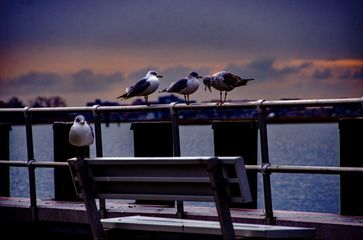 Woodmere Dock These were taken at the Woodmere Dock in the five towns.