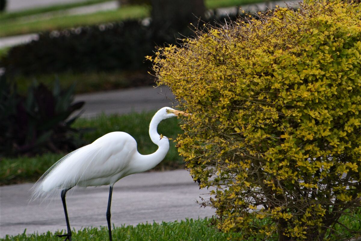 White egret on the search for dinner...