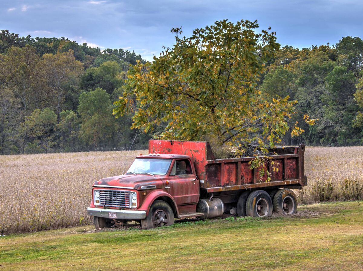 Dump truck with tree growing in the bed....
