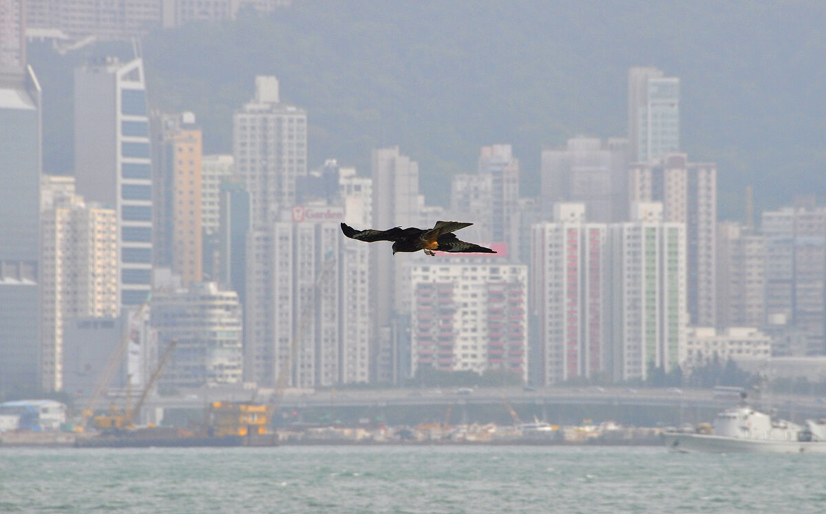 7 - A bird of prey "patrols" over the harbor water...