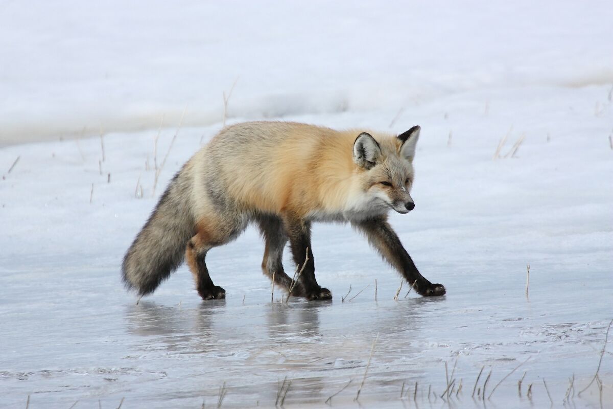 Cross Fox crossing thin ice....