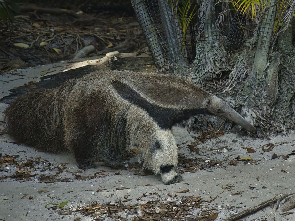 African Ant Eater...