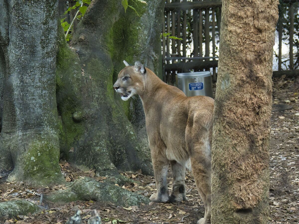 Western Mountain Lion (panther ~130 lbs)...