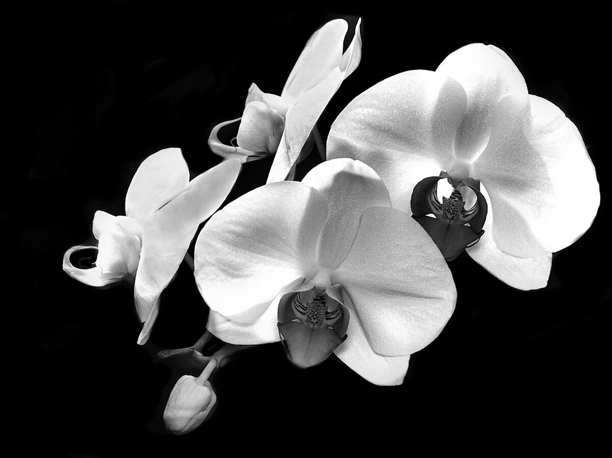 A Spray of Orchids...