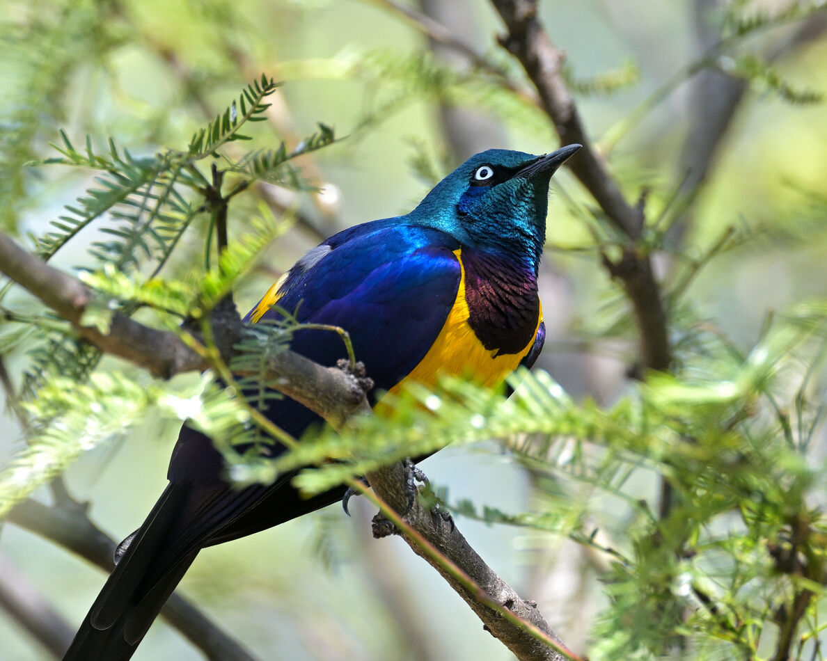 Golden-breasted Starling...
