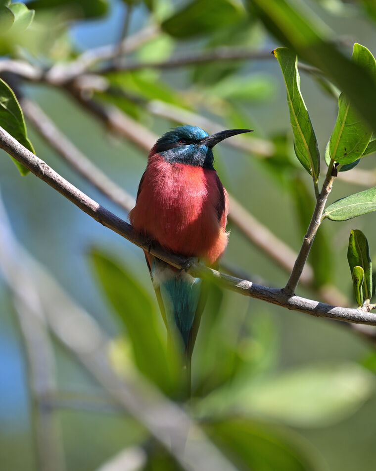 Southern Carmine Bee-eater...