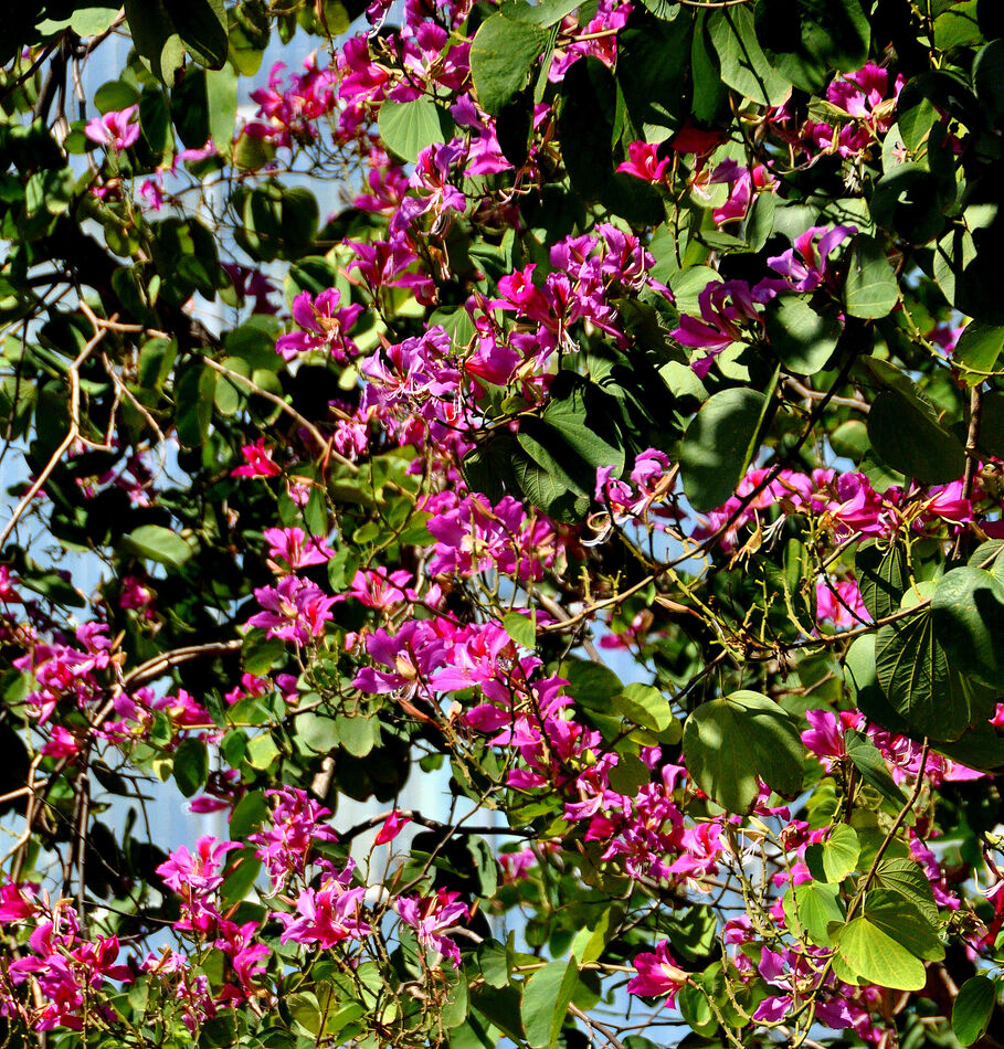 6 - Hong Kong Orchid Tree with pink flowers...