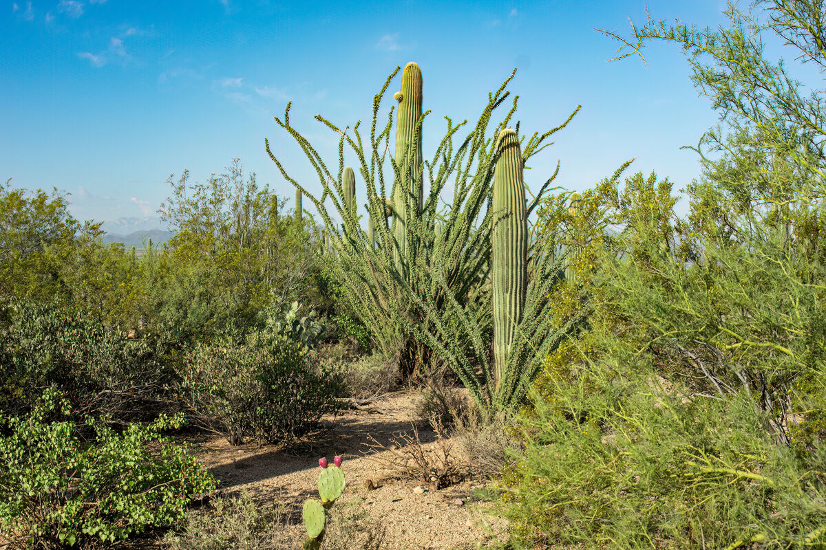 Saguaro Cactus...