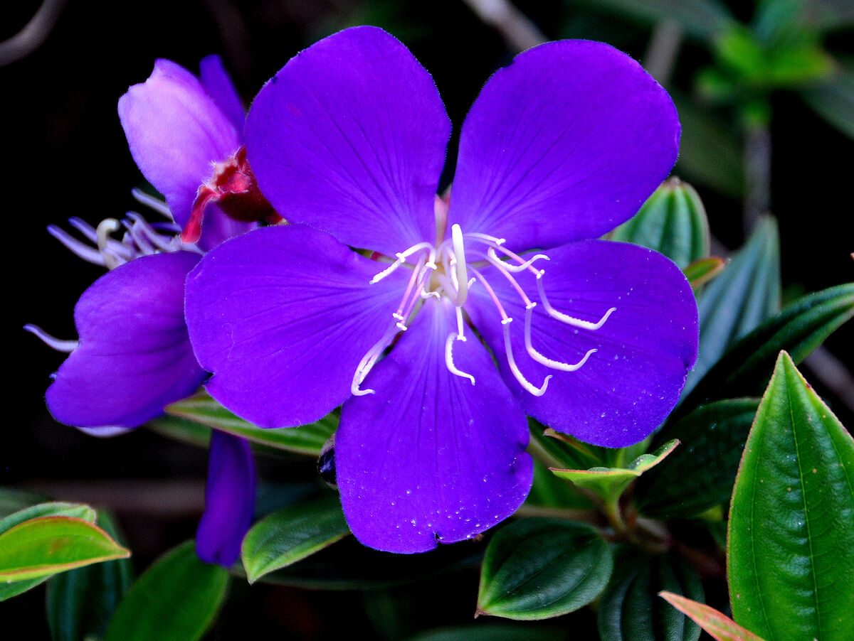 5 - Purple floral beauty...