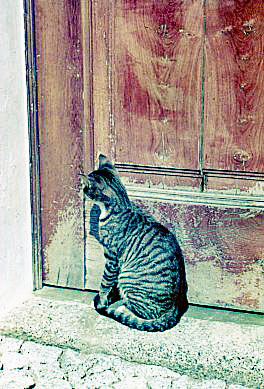 Evora   Rua Don Augusto - Very Patient Cat....