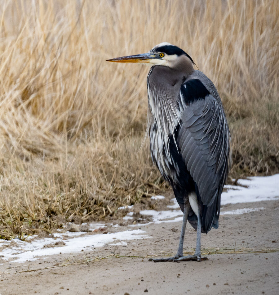 Another GBH looking for something to eat....